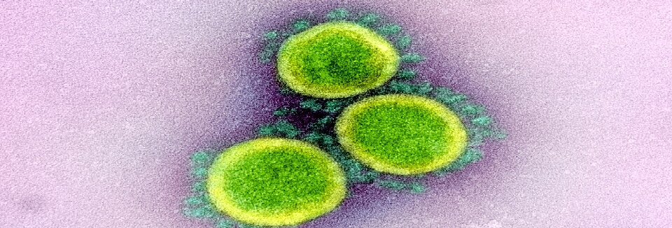 Partícules del virus SARS-CoV-2, aïllades d'un pacient