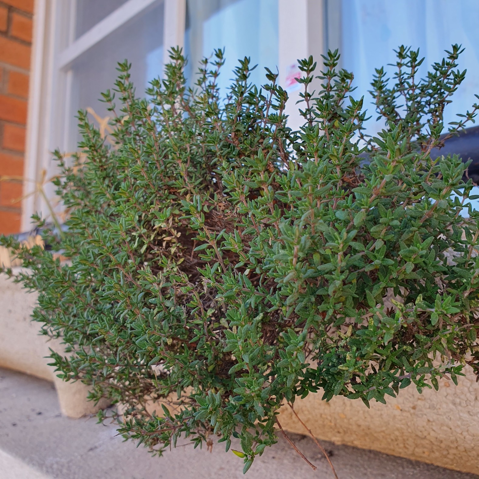 Sopa de Farigola o Timó